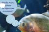 Akvaarium: millised kalad sobivad hästi kokku?