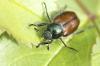 Combattez les coléoptères des jardins: nématodes, pièges & Co.