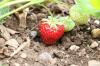 Vilken jord för jordgubbar i bäddar och hinkar? Så här trivs de