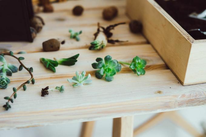 테이블에 작은 다육 식물