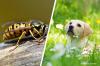 Picada de vespa na boca e na pata do cachorro: o que fazer?