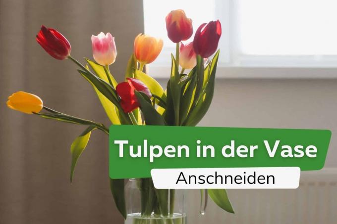 Tulipaner i en vase: slik klipper du dem