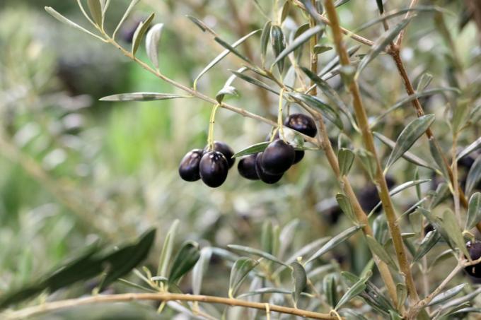 Olives mûres