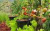 Škůdci rajčat: bojujte s mšicemi & Co. přirozeně