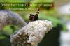 Plantning af sommerfugle syrener: planteafstand og plantetid