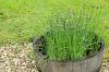 Cura dell'erba cipollina: irrigazione, concimazione e taglio