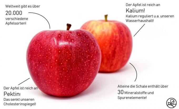 Informations sur la pomme