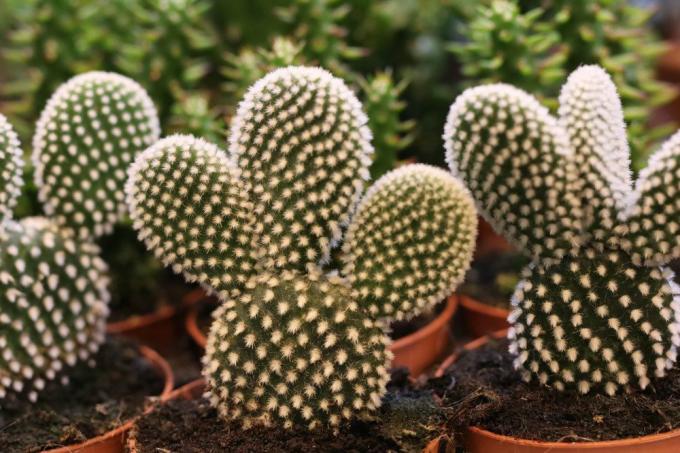 Cactus à oreilles de lapin, Opuntia microdasys