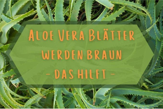 Aloe Vera lehed muutuvad pruuniks - pealkiri