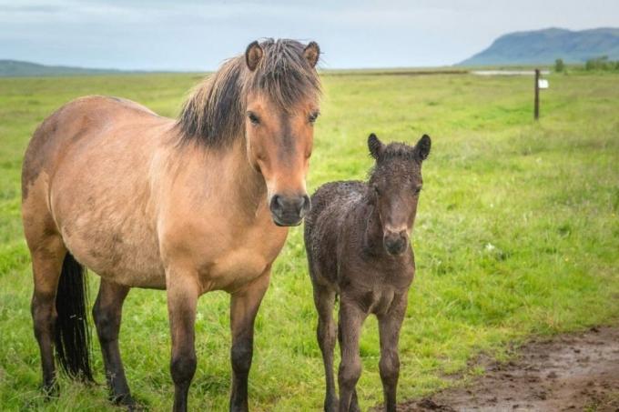 Kuda Islandia dengan anak kuda