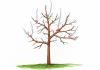 Tăierea copacilor »Instrucțiuni de tăiere cu ilustrații și video