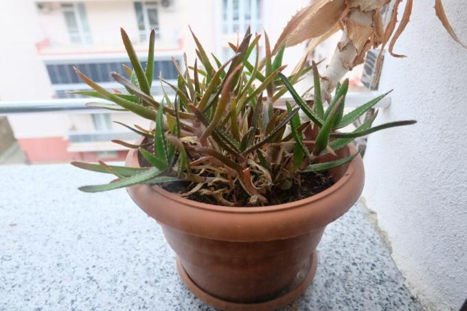 Aloe vera dans un pot avec des feuilles brunes