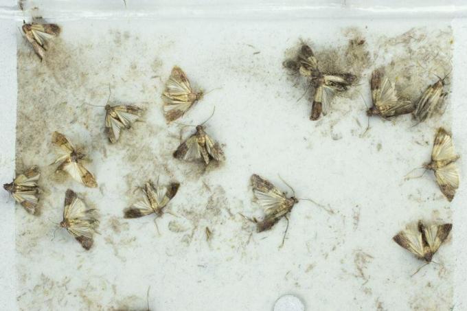 Flour moths caught on a sticky trap