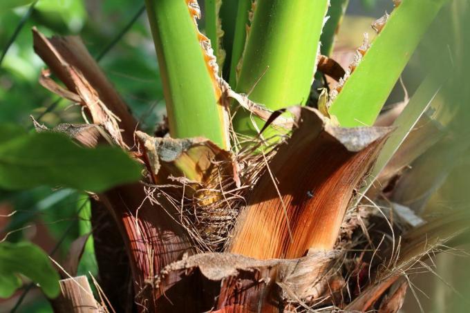Washingtonia robusta také nazývaná kněžská palma
