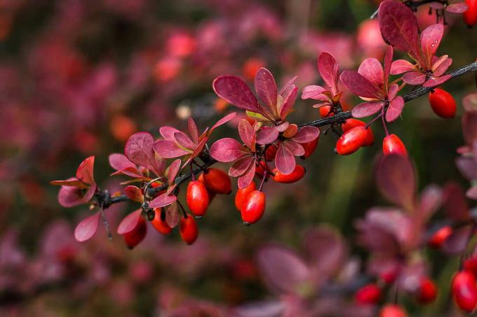 Barberry in autumn with red fruits