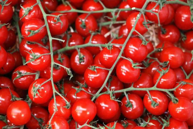 Philovita - variété de tomate résistante