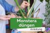 Fertilize Monstera: with what and how often?