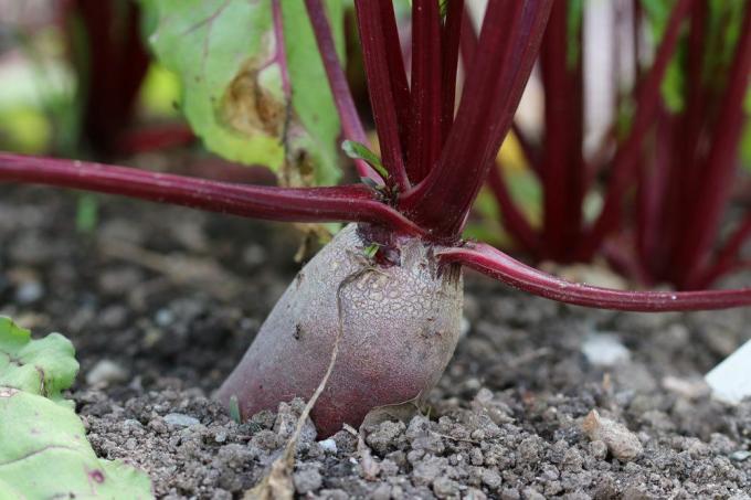 Beetroot is one of the oldest vegetables