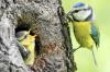 Blue tit: breeding season, pictures & Co. in the profile