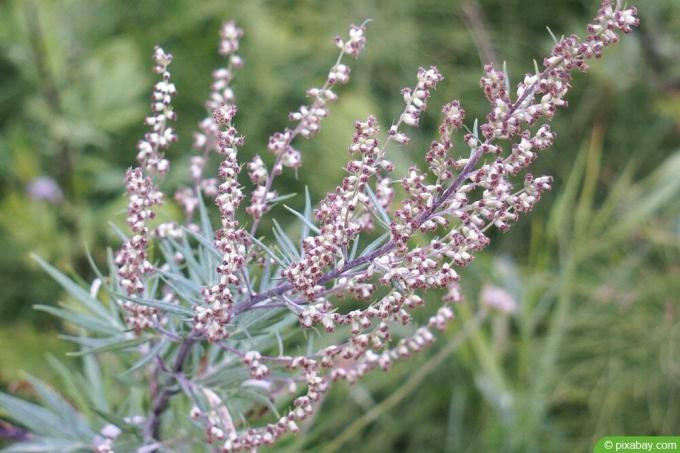 ヨモギ - Artemisia vulgaris