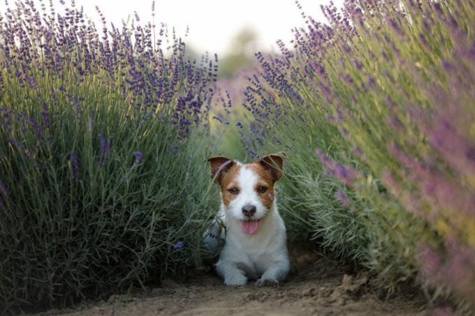 Le chien se trouve dans le champ de lavande