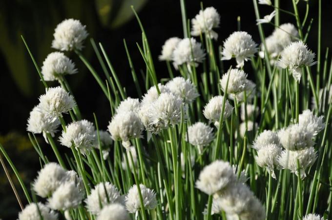 Purløg med hvide blomster