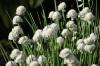 Chive varieties: new and old at a glance