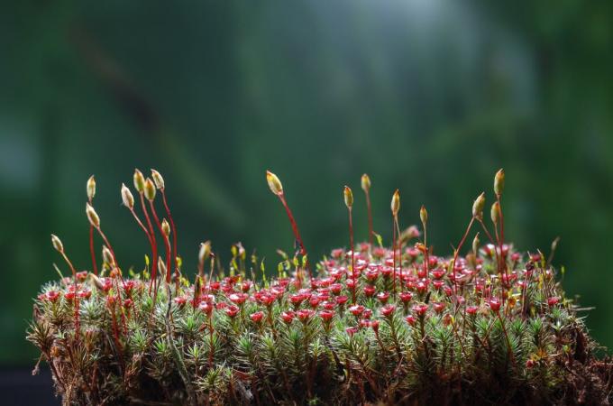 Golden maidenhair moss in bloom