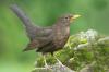 Blackbirds: שיר, עונת רבייה ושות'.