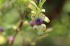Fertilizing blueberries: when and with what? 8 home remedies and fertilizers
