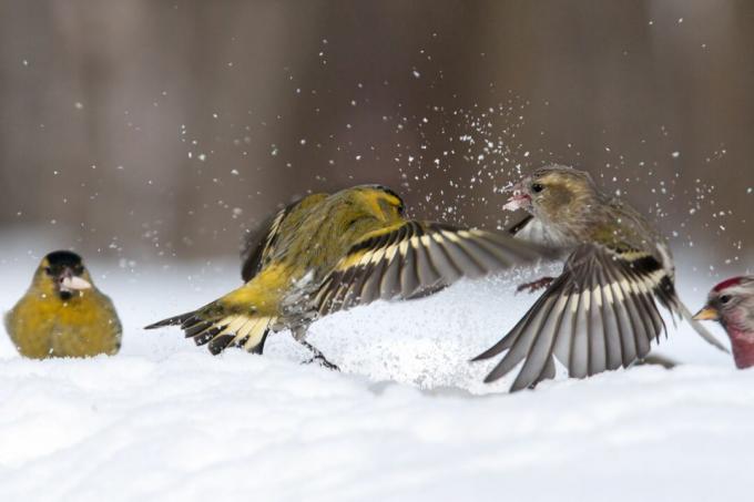 Combat de tarins dans la neige