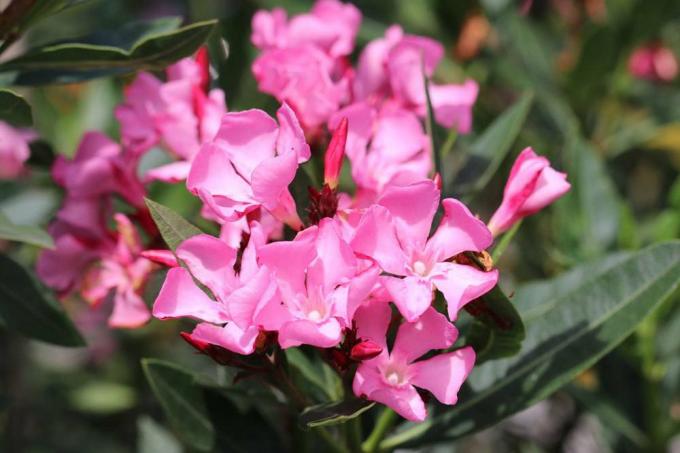 Oleandro com muitas pequenas flores rosa
