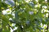 Ореховое дерево, Juglans regia: расположение, удобрения и уход от А до Я