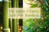 Vrijeme sadnje bambusa: kada je idealno?