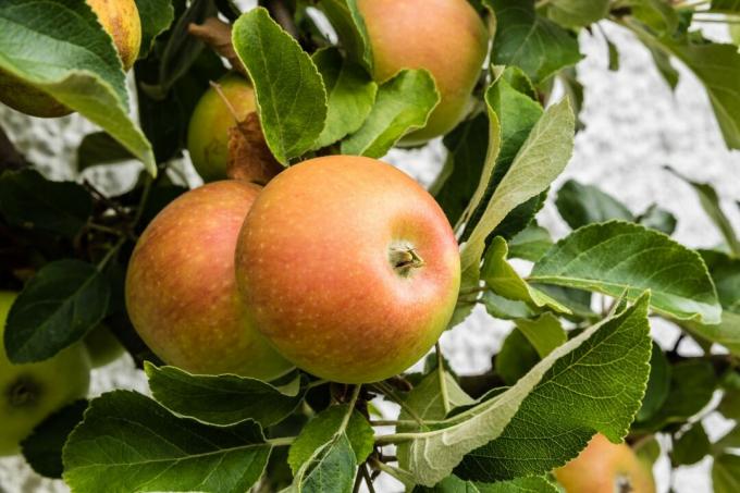 Швајцарске наранџасте јабуке на дрвету