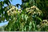 Tuhandeõieline põõsas, mesilaste puu, Tetradium daniellii: hooldus