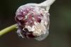 Cipolle ornamentali: periodo di fioritura, resistenza invernale e propagazione