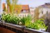 Izveidojiet garšaugu dārzu uz balkona