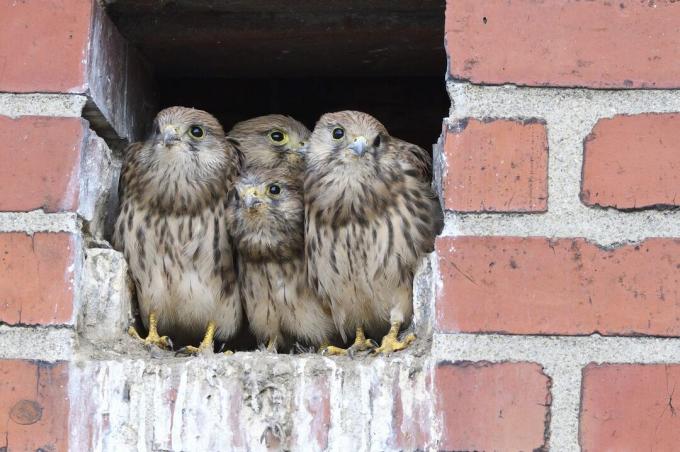 young kestrels in wall opening