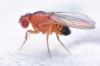 Eddikefluer »Genkend, bekæmp og forebygge