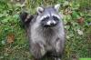 What does raccoon droppings look like? How to recognize him