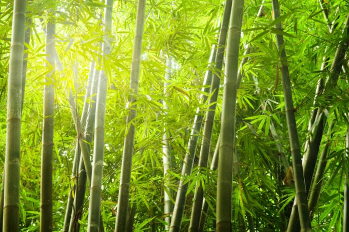 Begræns bambus