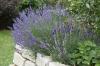 Menyiram lavender: kapan & berapa banyak yang dibutuhkan?