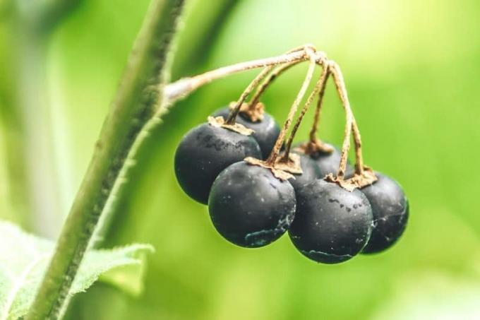 Tanaman malam hitam (Solanum nigrum)