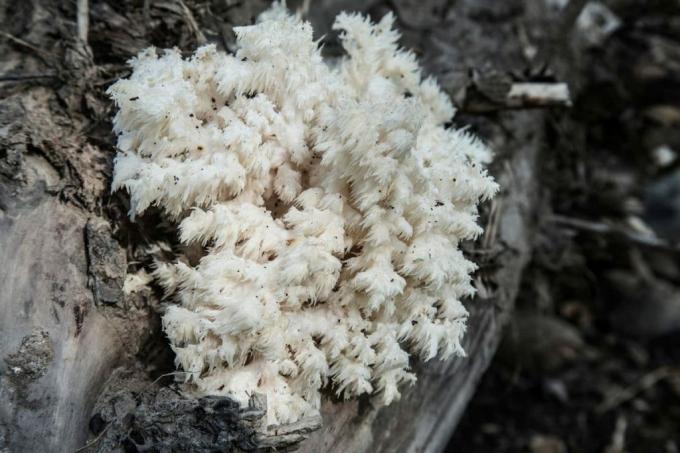 Cavanhaque ramificado (Hericium coralloides)