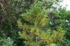 Deštníková jedle japonská, Sciadopitys verticillata: péče od A-Z