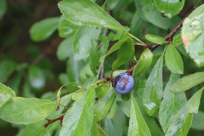 Prunus spinosa, μαύρο αγκάθι
