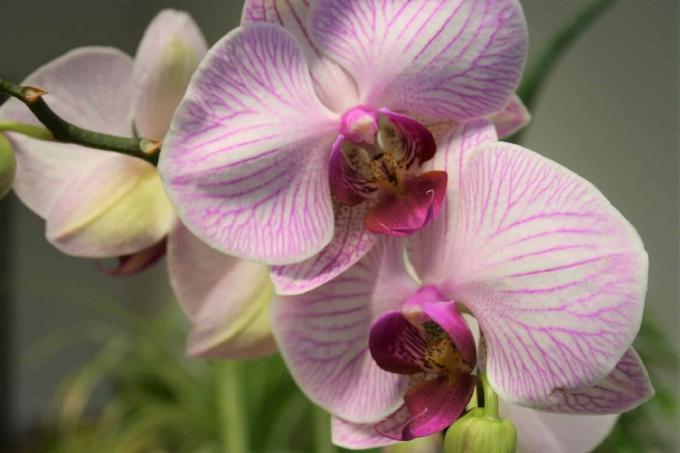 Orkidé (Phalaenopsis)