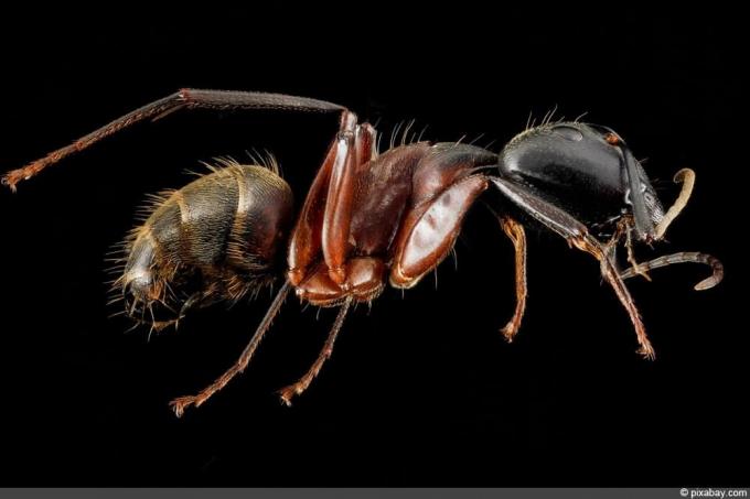 נמלת הנגר - Camponotus chromaiodes