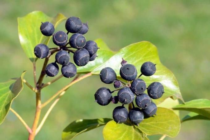 Црни плодови на обичном бршљану (Хедера хелик)